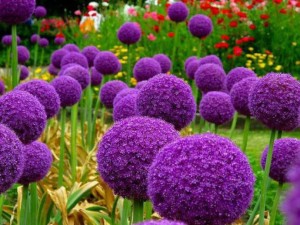 flowers_purple_balls