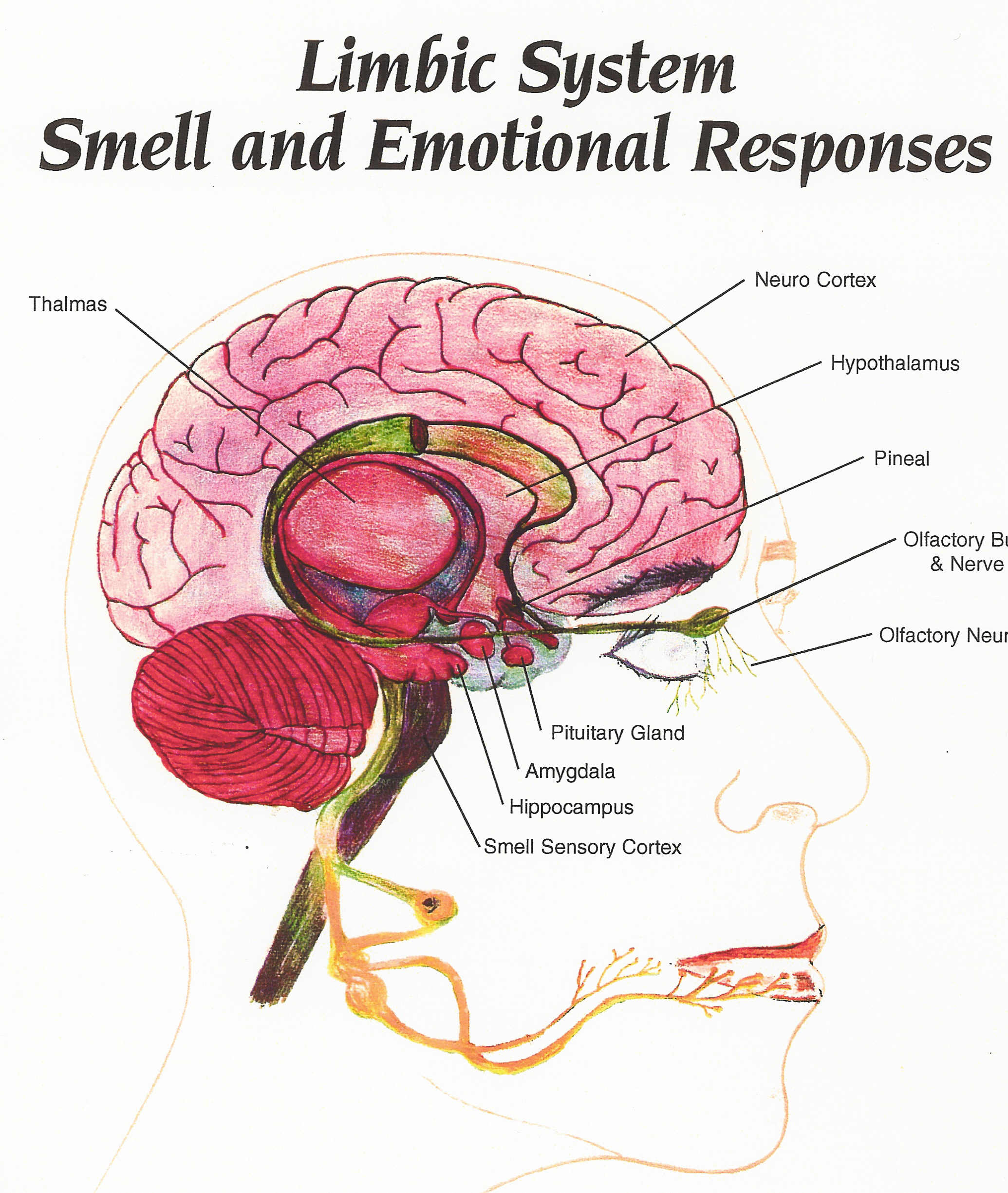 the central nervous system | psychology | pinterest | brain, nervous