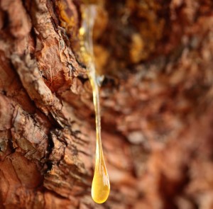 close up drop of frankincense resin